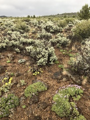 Erigeron elegantulus