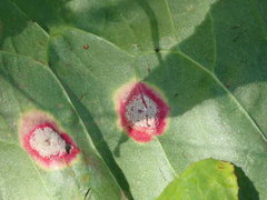 Puccinia phragmitis