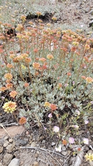 Eriogonum prattenianum