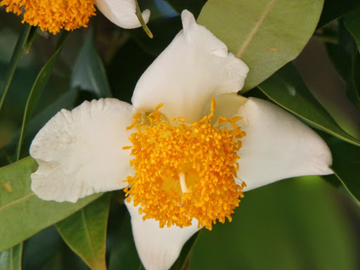 Calophyllum