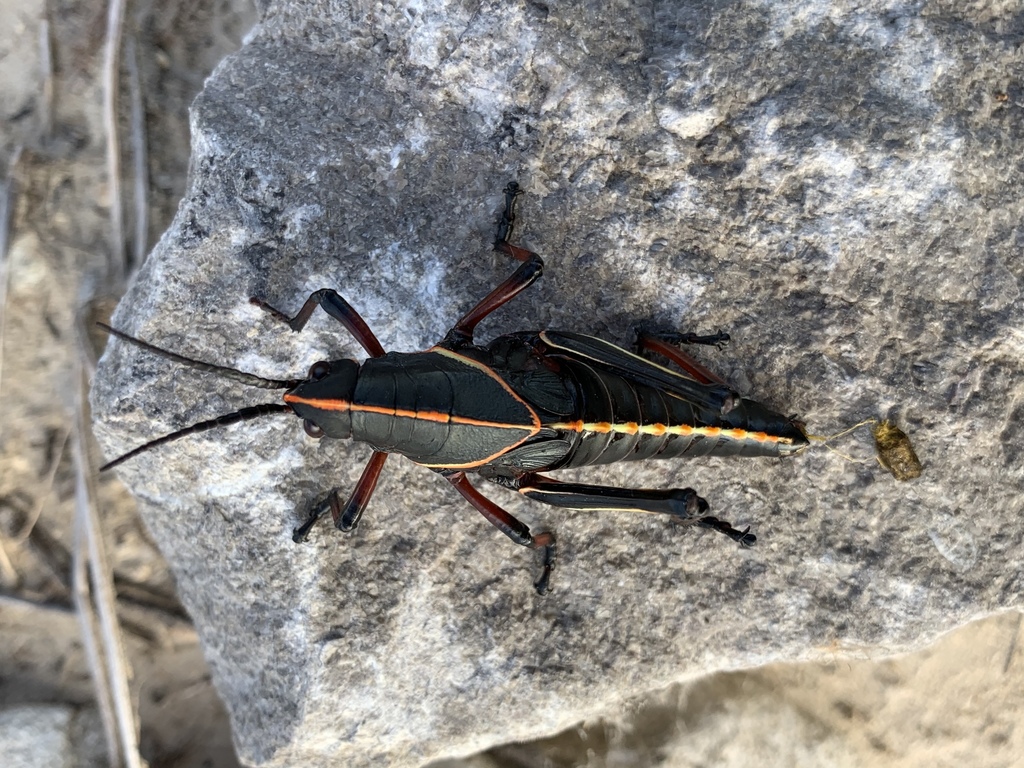 Eastern lubber grasshopper (Romalea microptera)