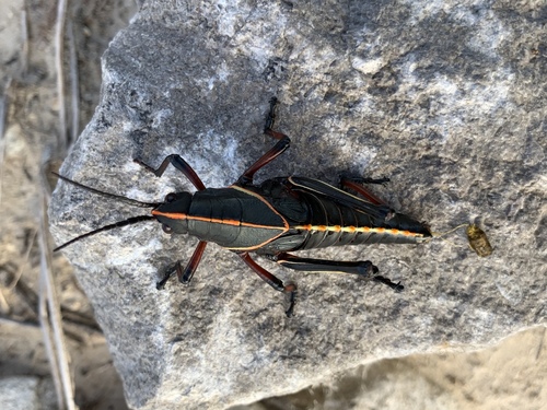 Eastern lubber grasshopper