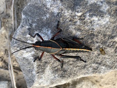 Eastern Lubber Grasshopper