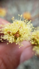 Eriogonum prattenianum