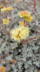 Eriogonum prattenianum