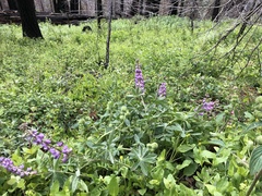 Lupinus onustus