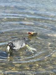 Fulica americana