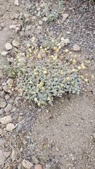 Eriogonum prattenianum