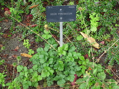 Geum pyrenaicum