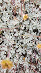 Eriogonum prattenianum