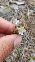 Phacelia purpusii