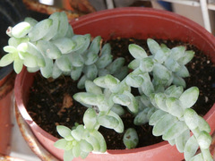 Sedum burrito