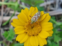 Calocoris roseomaculatus