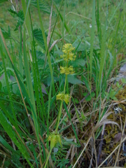 Cruciata laevipes