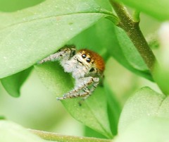 Carrhotus xanthogramma