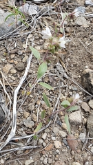 Phacelia purpusii