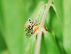 Carrhotus xanthogramma