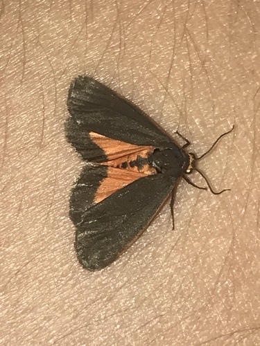 Joyful Virbia Moth photo 5
