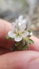Phacelia purpusii