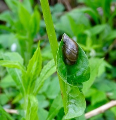 Novisuccinea ovalis