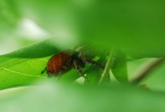Carrhotus xanthogramma
