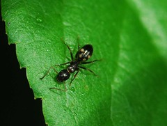 Camponotus quadrinotatus