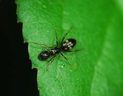 Camponotus quadrinotatus