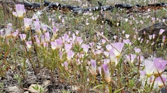 Clarkia arcuata