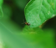 Stricticomus valgipes