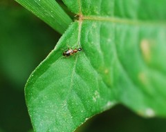 Stricticomus valgipes