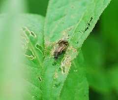 Galerucella grisescens