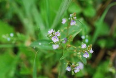 Veronica undulata