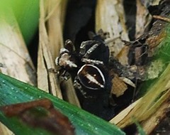 Attulus albolineatus