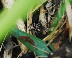 Attulus albolineatus