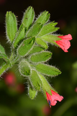 Pulmonaria rubra