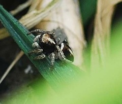 Attulus albolineatus