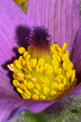 Pulsatilla vulgaris