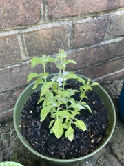 Ocimum × africanum
