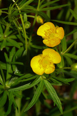 Ranunculus auricomus