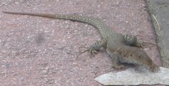 Pholidoscelis plei