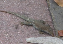 Pholidoscelis plei