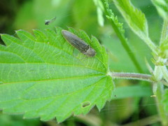 Synaptus filiformis