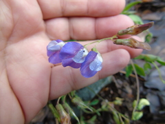 Lathyrus laxiflorus