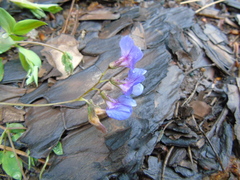 Lathyrus laxiflorus