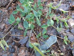 Lathyrus laxiflorus