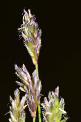 Sesleria