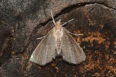 Stegea eripalis