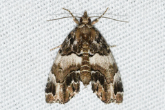 Cutina distincta