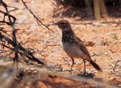 Red Lark photo 2