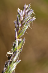 Sesleria